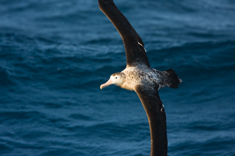 Royal Albatross In Flight